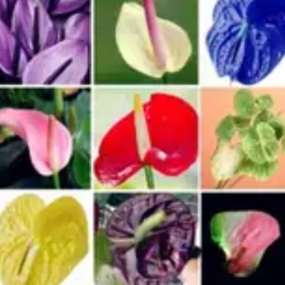 ADD $1 - 10 Anthurium Plant Seeds for Garden or Indoor 'flowers' Pretty Colours - Picture 6 of 6